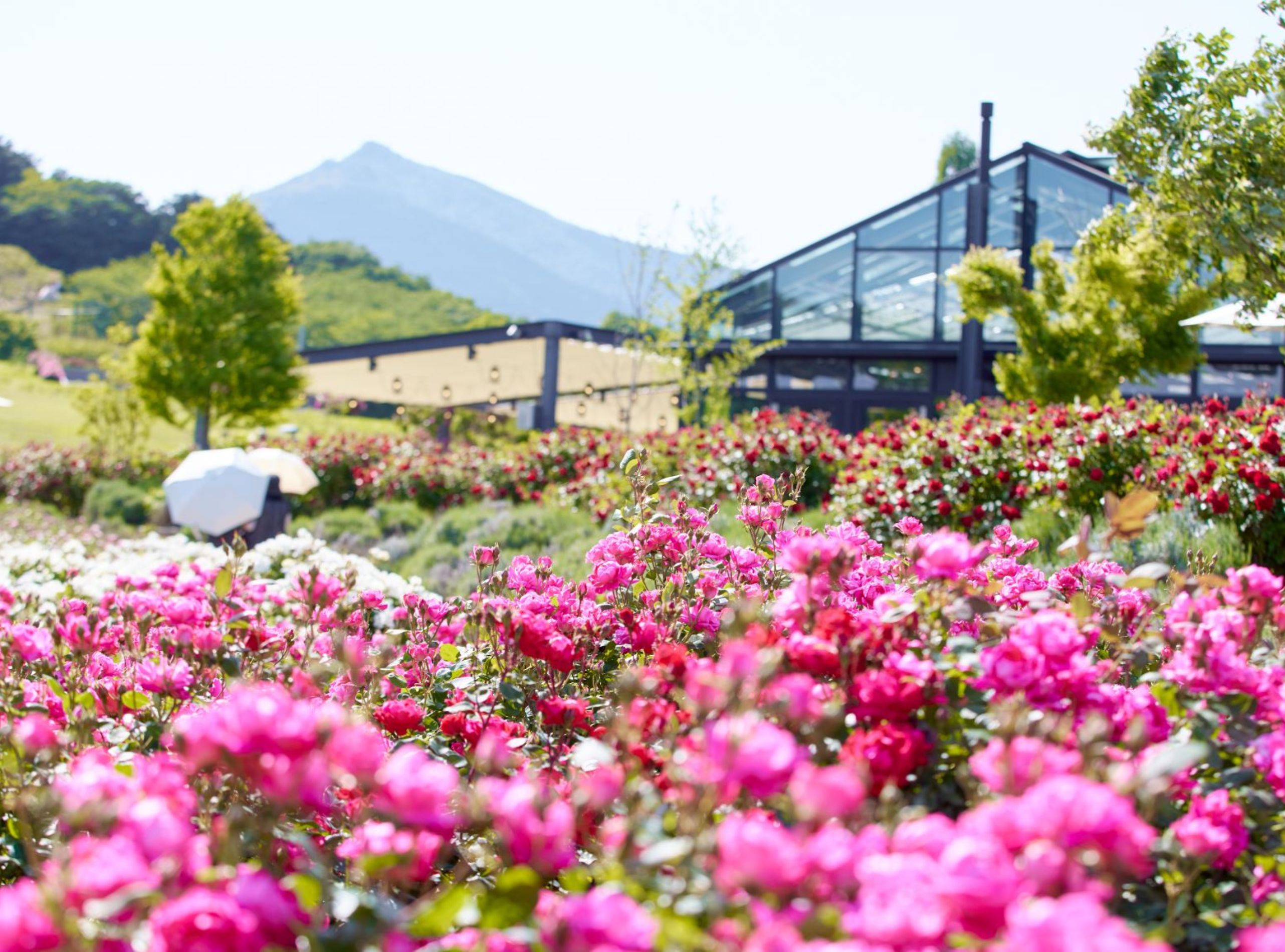 hoa hong cac loai khoe sac tai cong vien hoa ibaraki1