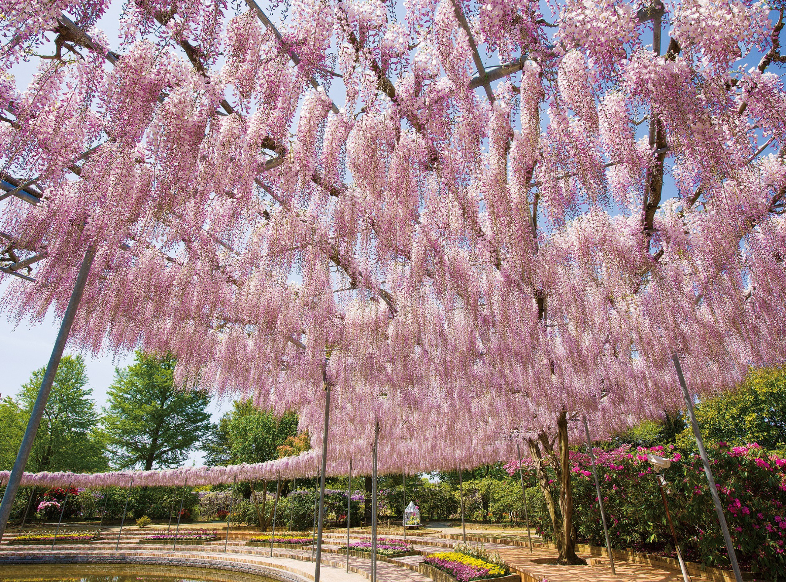 hoa tu dang voi nhieu mau sac ruc ro khoe sac tai cong vien ashikaga1 1
