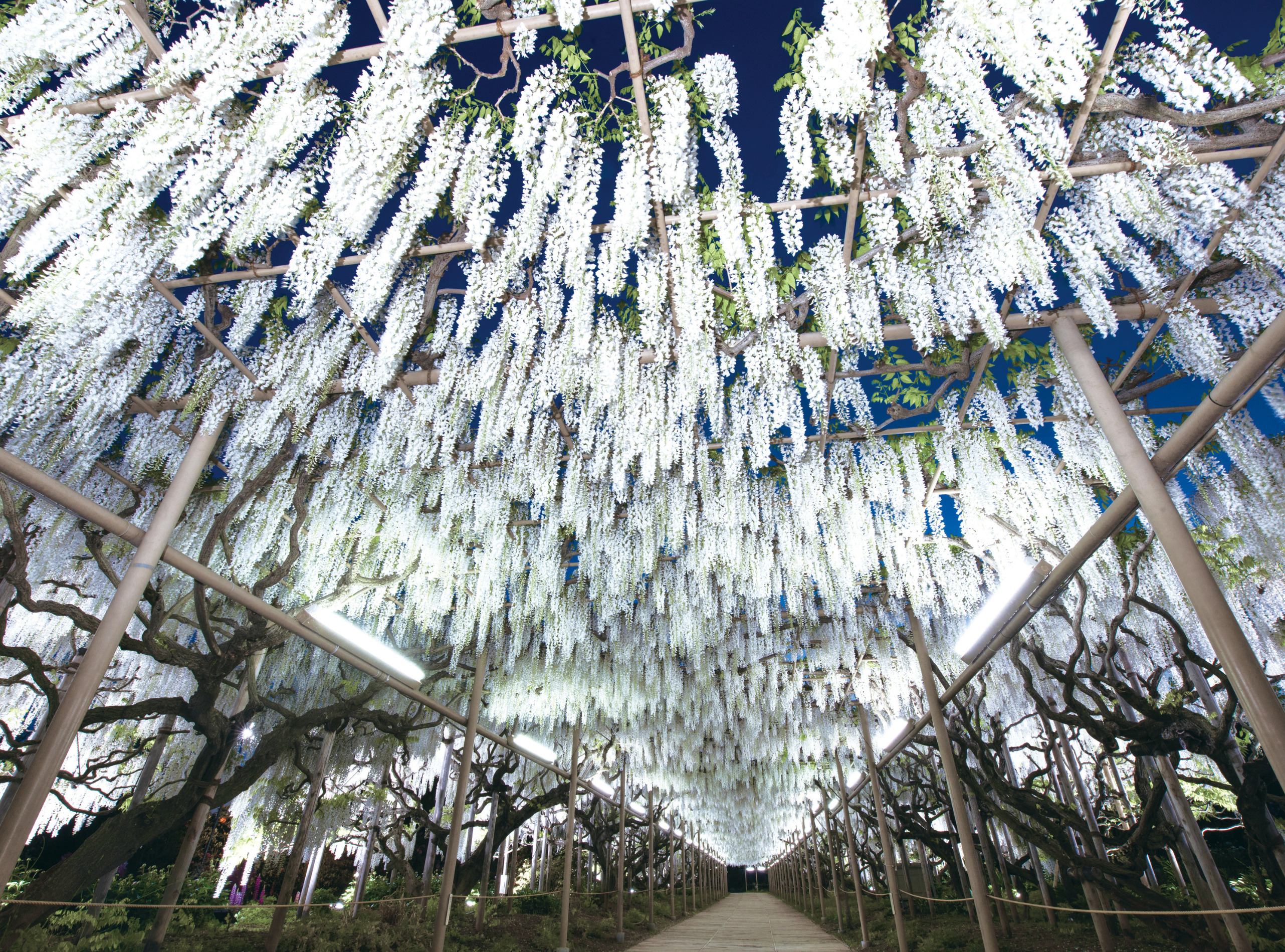 hoa tu dang voi nhieu mau sac ruc ro khoe sac tai cong vien ashikaga6