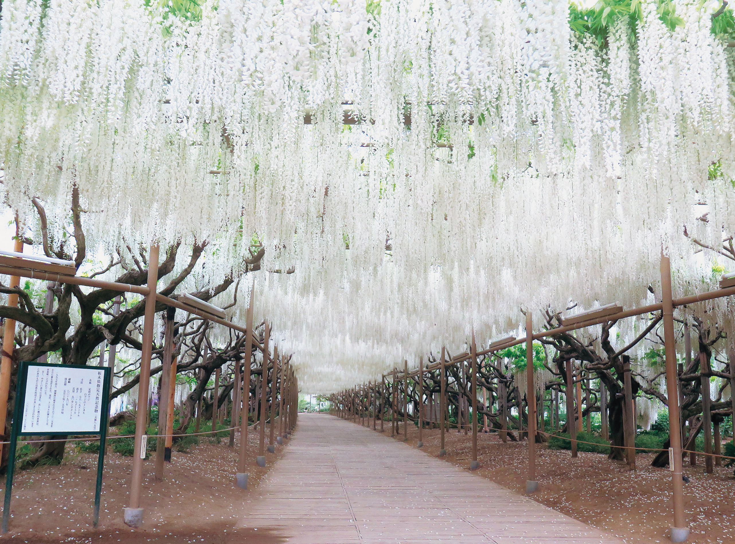 hoa tu dang voi nhieu mau sac ruc ro khoe sac tai cong vien ashikaga7