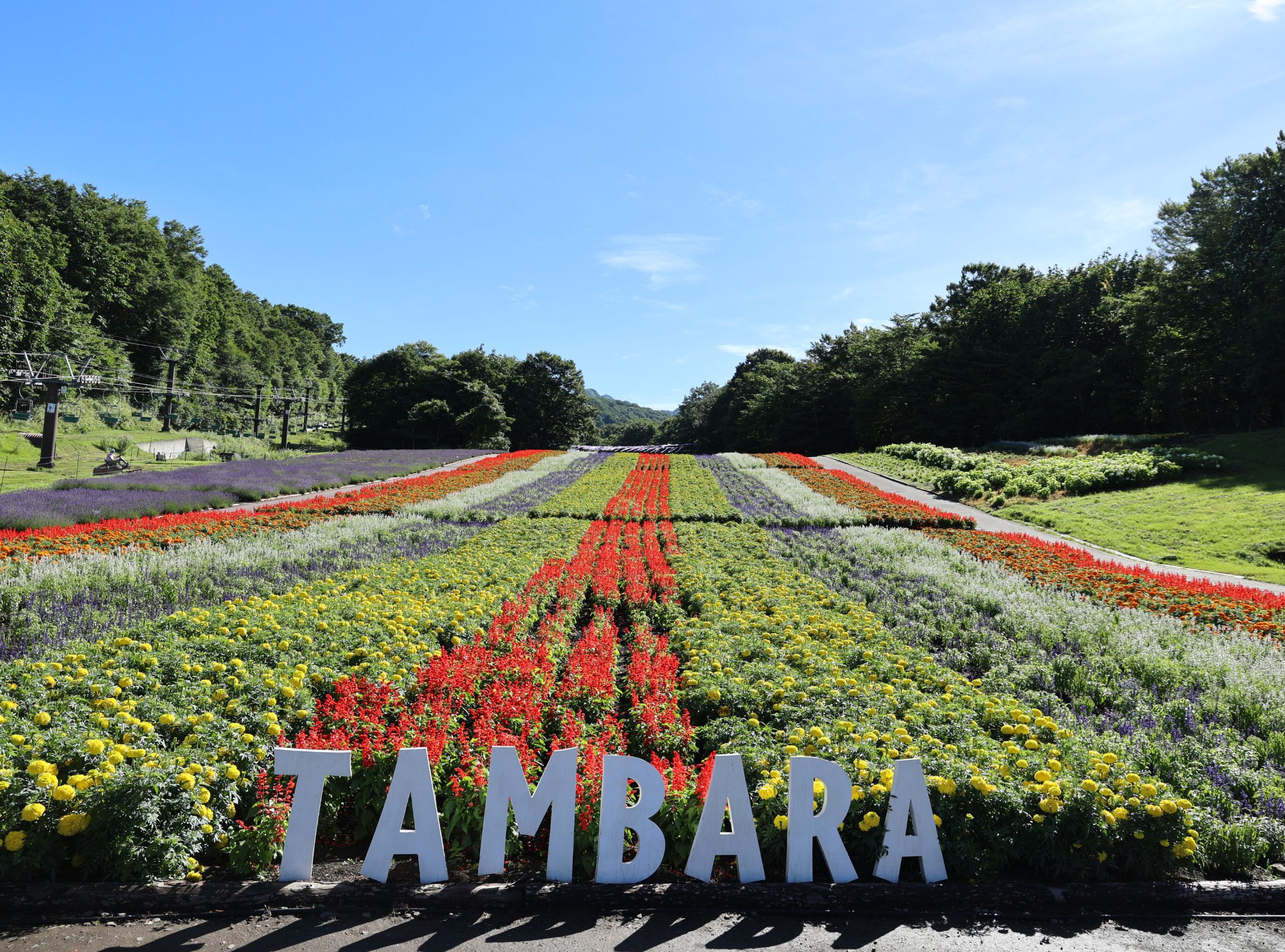 nhung tham hoa ruc ro sac mau noi duoi nhau khoe sac