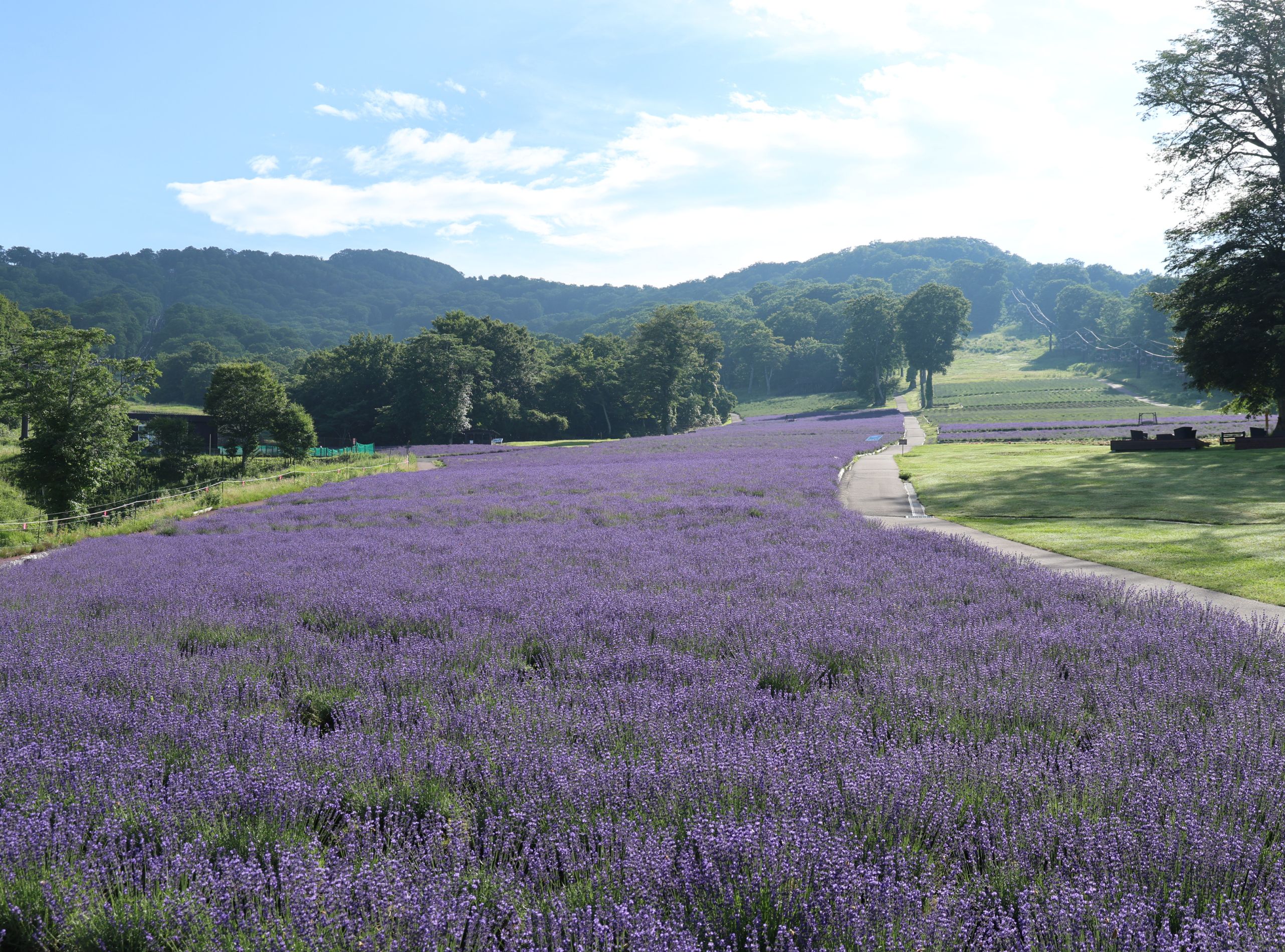 nhung tham hoa tim trai rong khap cong vien2