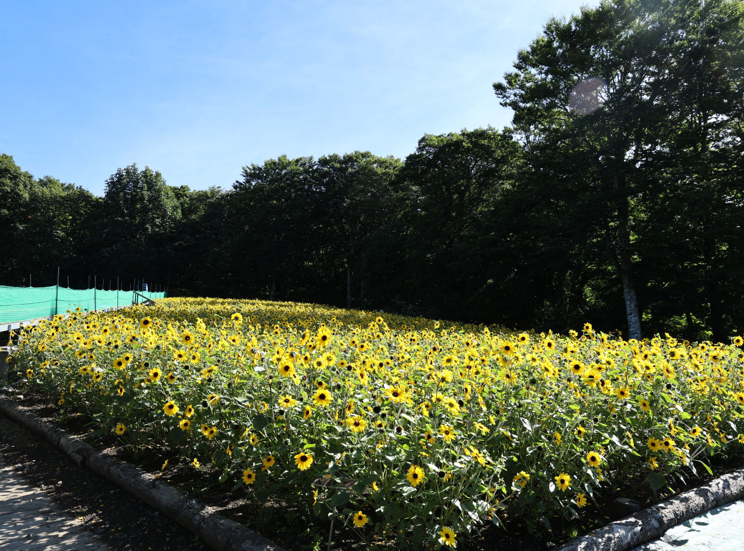 sac vang ruc ro cua hoa huong duong