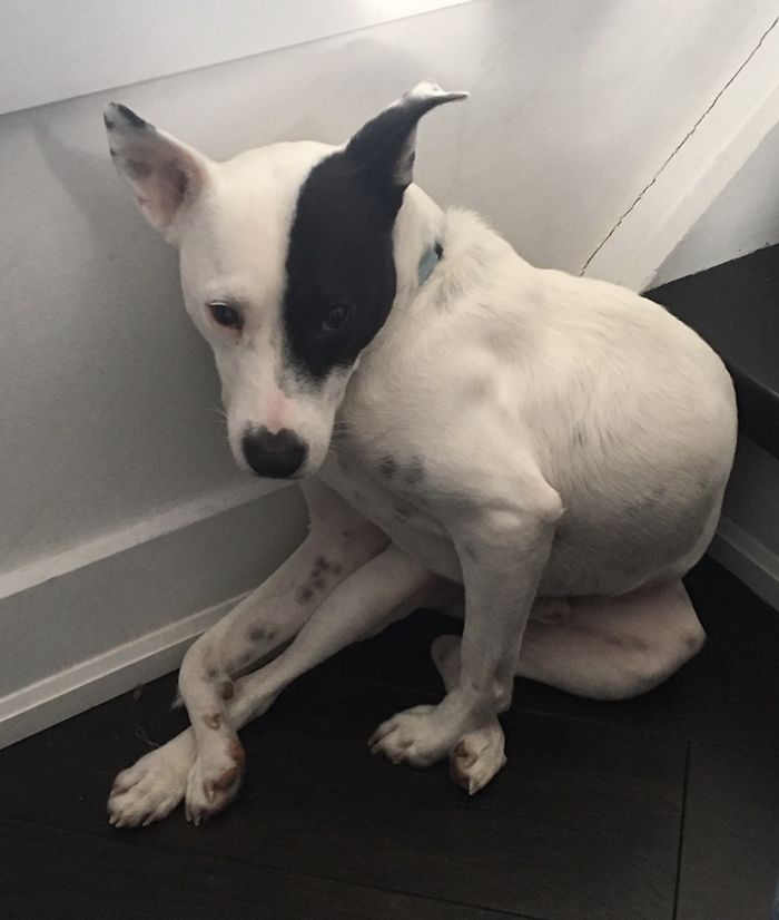 dog 1
