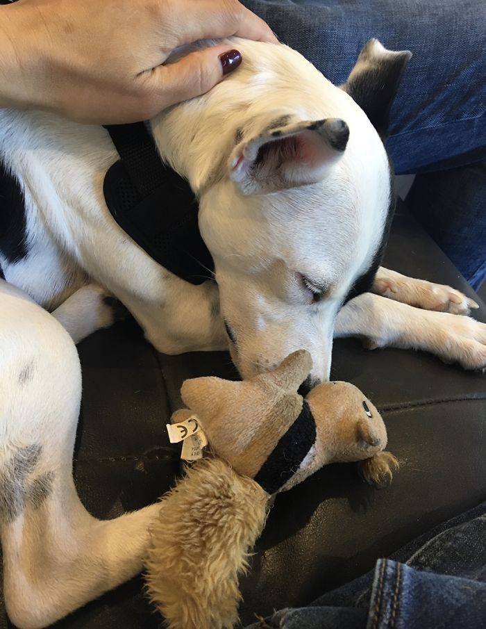 dog 2