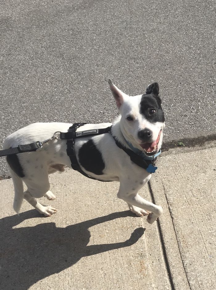 dog 7