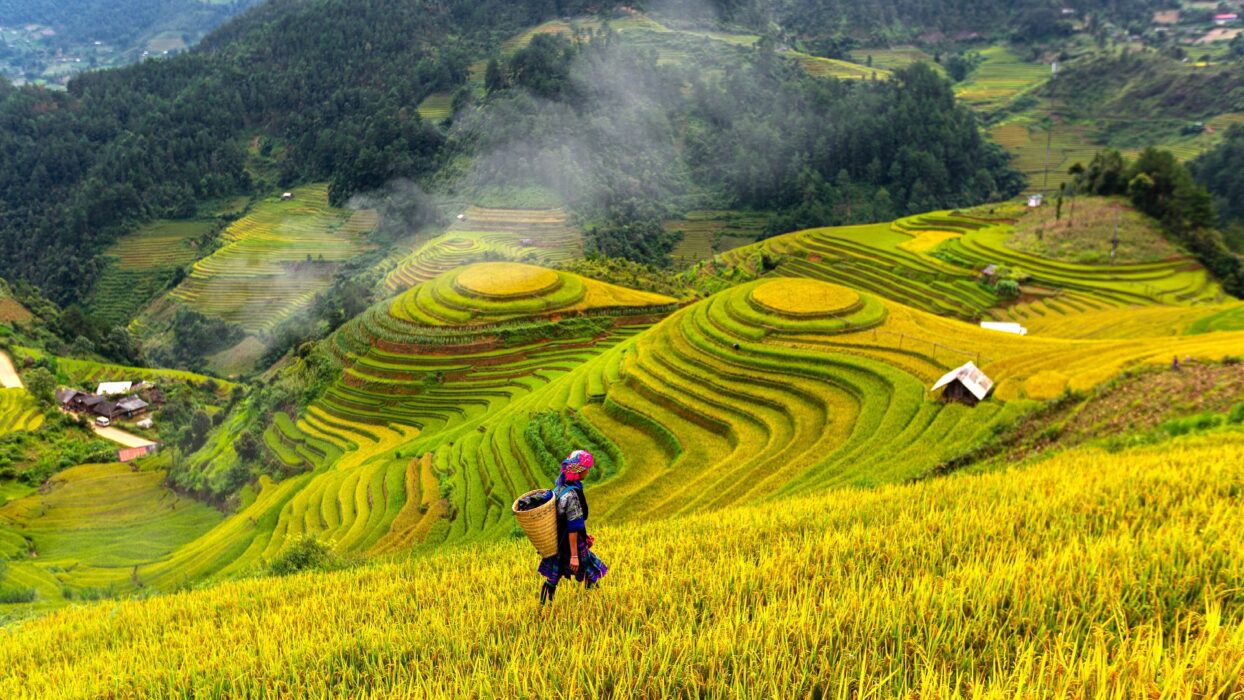 anh minh hoa4