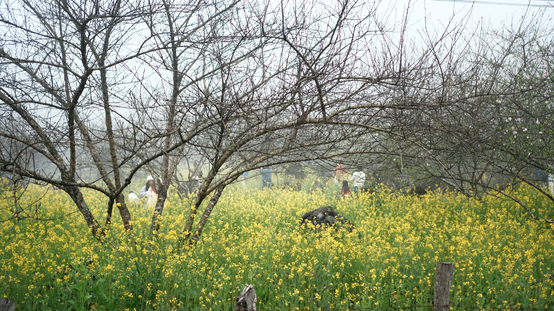 screen shot 2025 02 15 at 155343