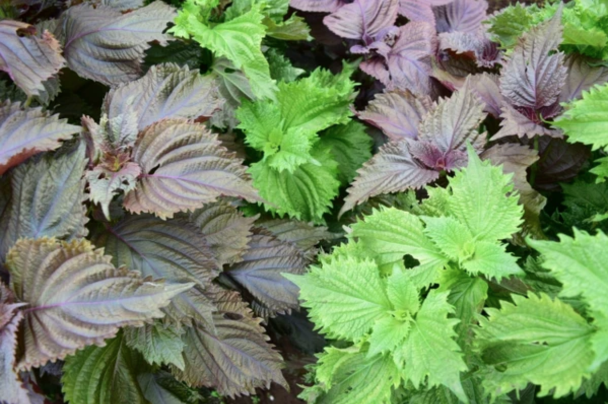 screen shot 2025 04 29 at 151712