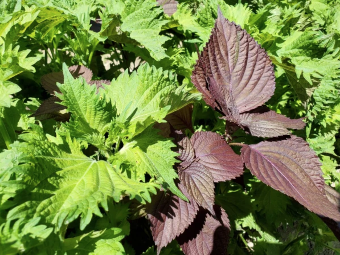 screen shot 2025 04 29 at 151750