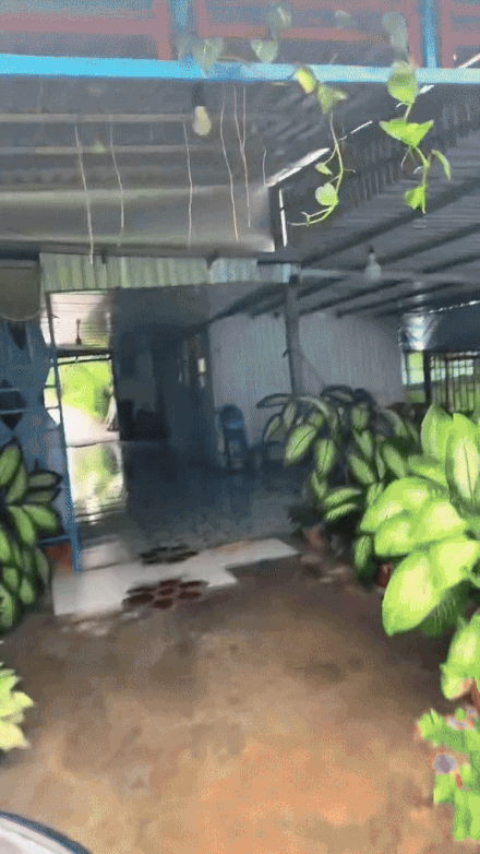 snapsaveapp gorzvpgqyoaot5pfrwpcpoi84i6k4o1cqc48p8 ezgifcom resize 1