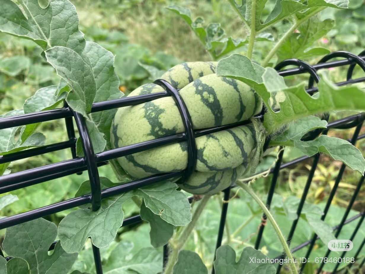 5181505645244669406890267046579614831658351n