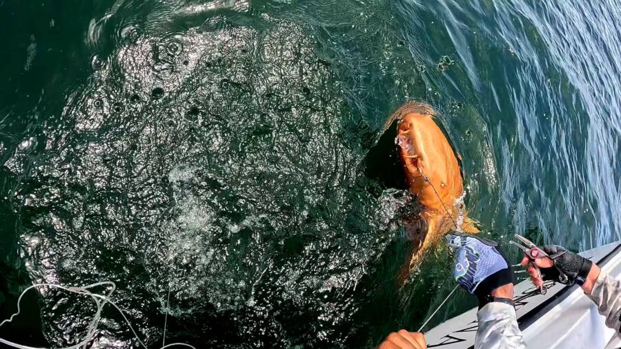 catching the orange shark