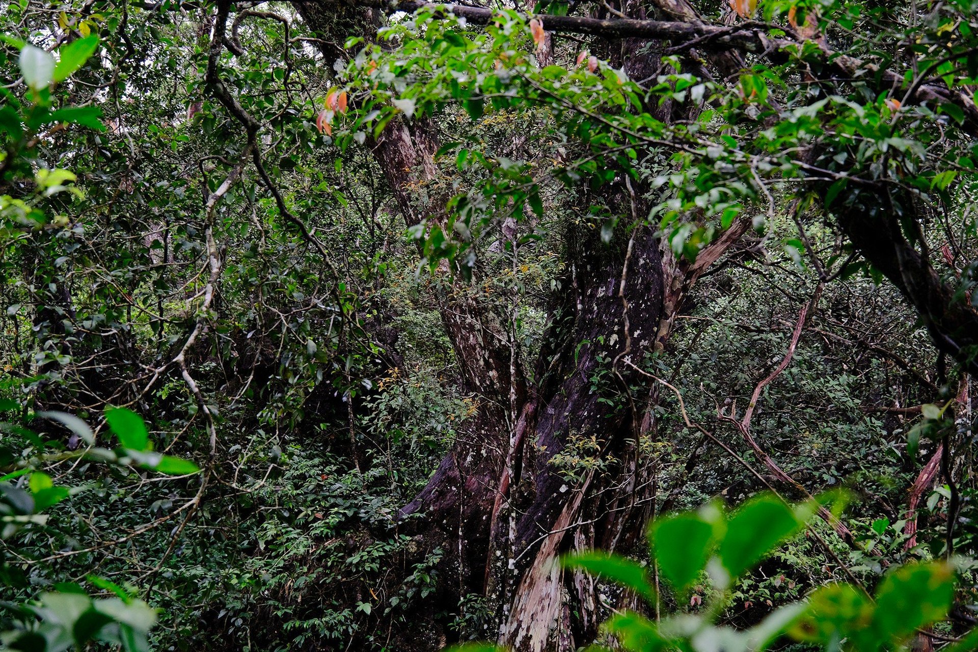 nguoc vach da phong nha xem rung bach xanh tram tuoi 163802167