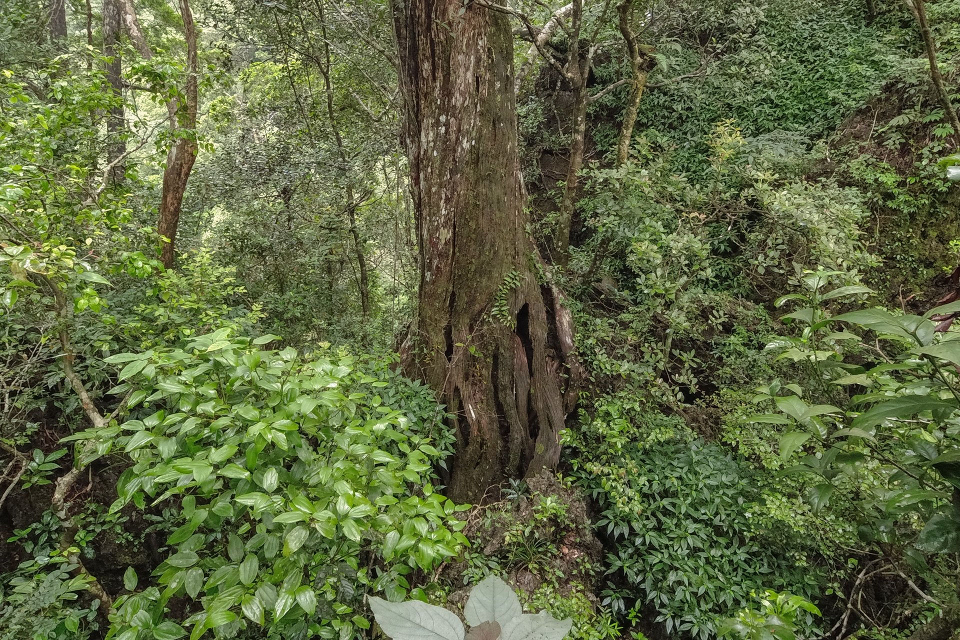 nguoc vach da phong nha xem rung bach xanh tram tuoi 163839127
