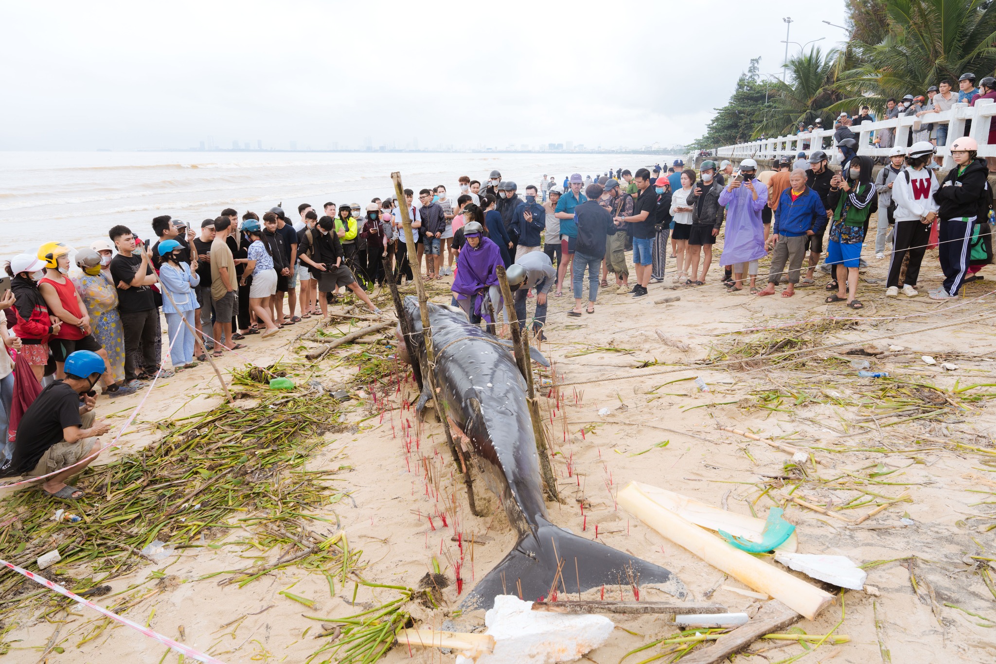 57153412811268004162886062452567057653388847n