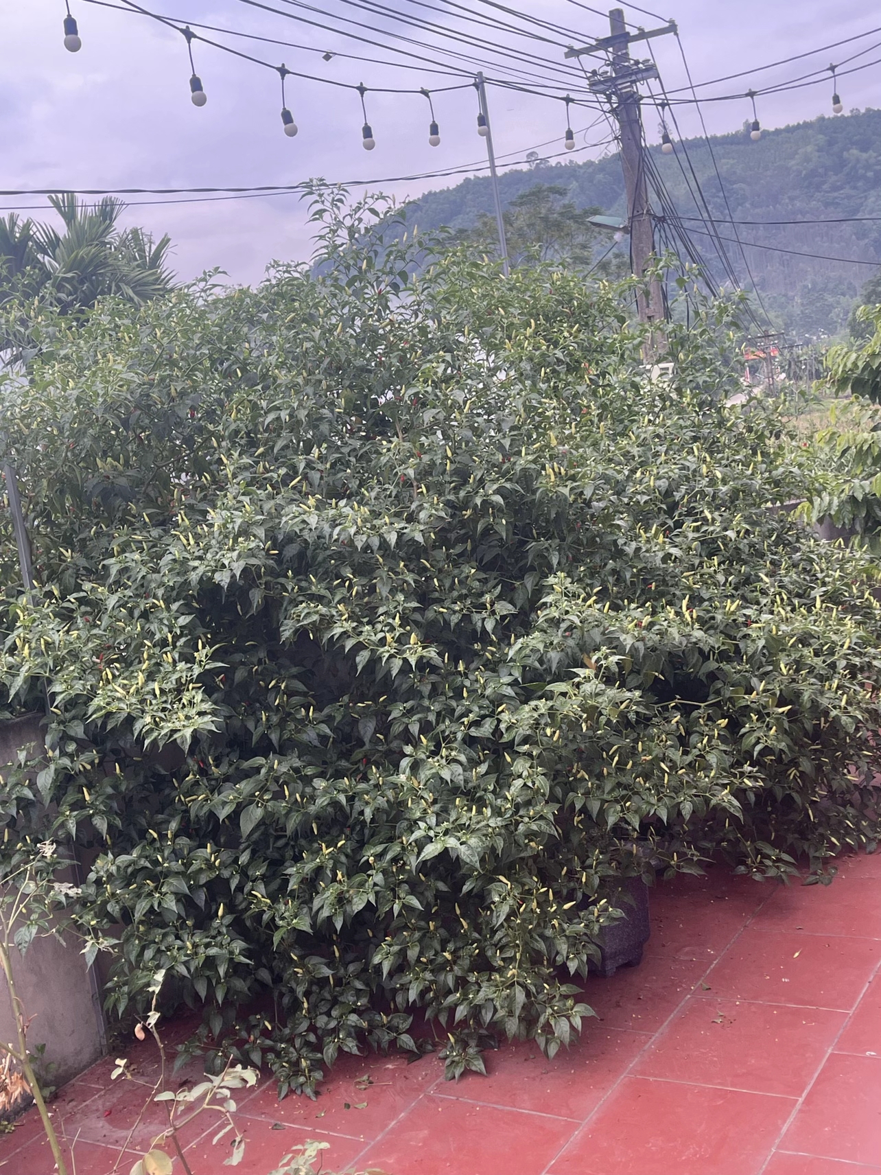 456a020c39c743fc9844f9feb817d583tplv jj85edgx6n image origin