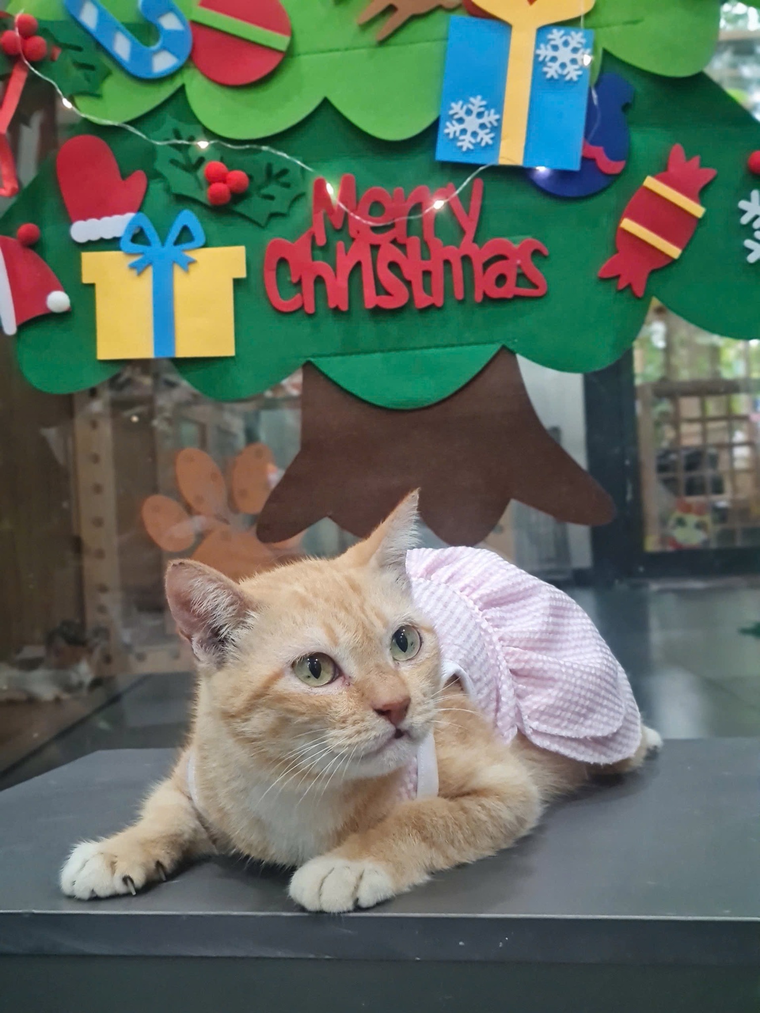 5858831658595174699471293088478873585798446n