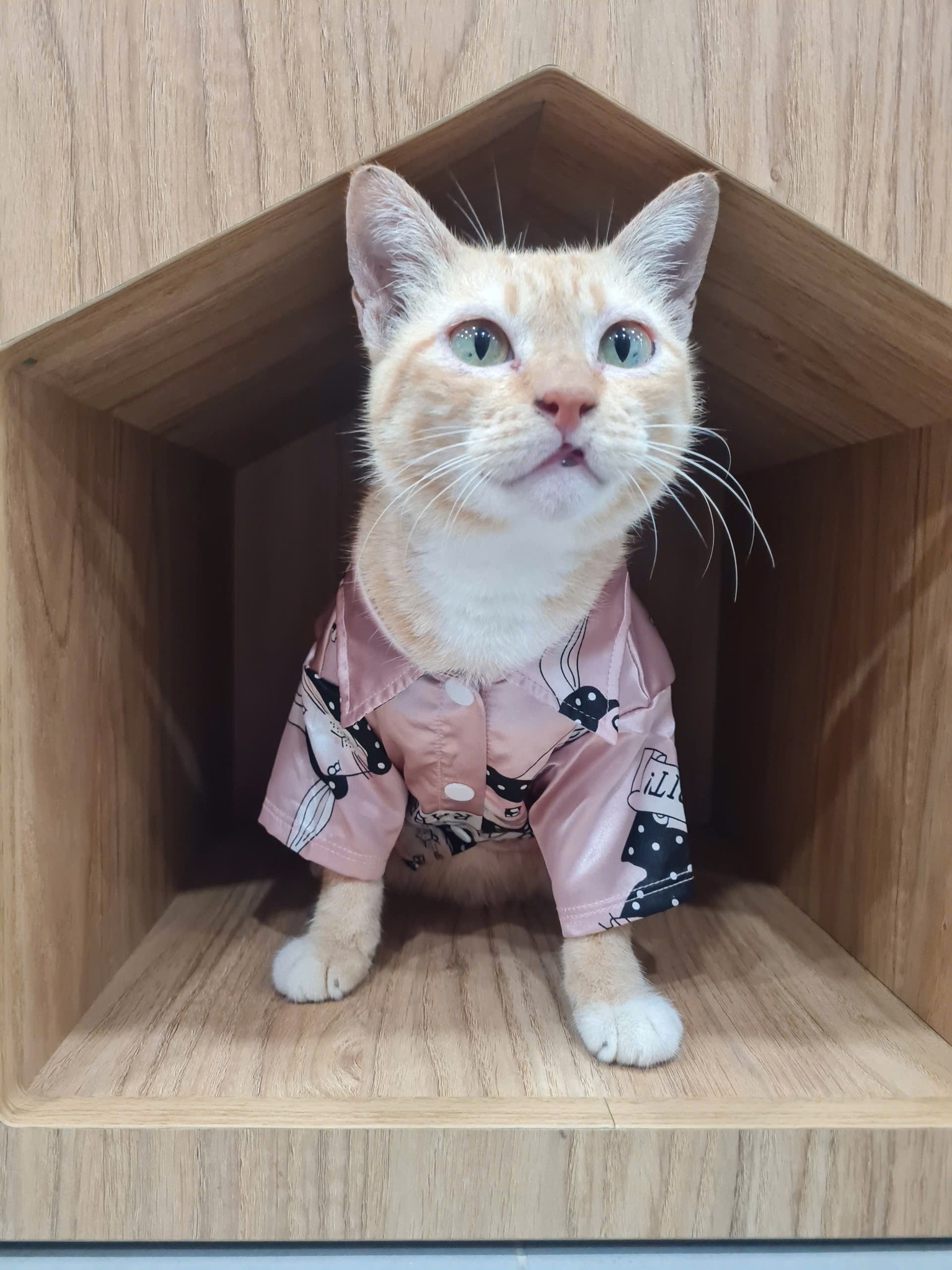 5899072738626339929688101909132701241402068n