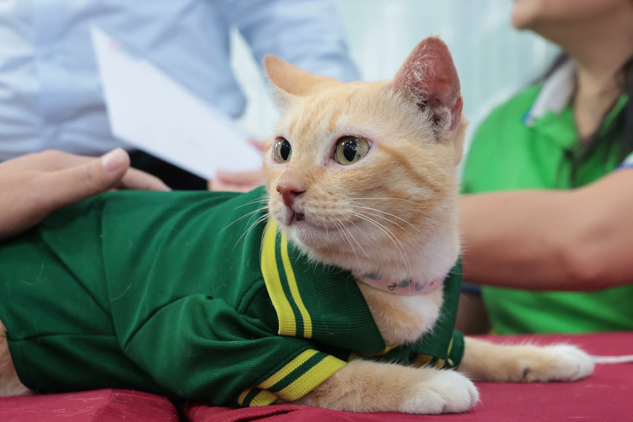 5899418328633214162334018090064742599464817n