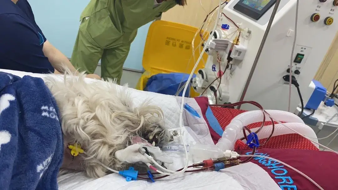 4ff06a48949bf54836cc896e84aab71ae771d97csize74w1080h608