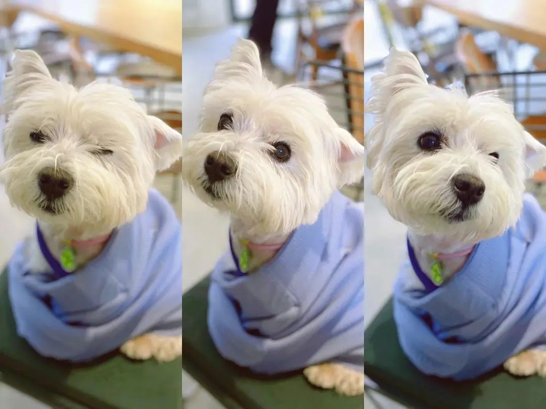 54a5ccd0d6222e253401ad9e575f606021c329dcsize53w1080h809