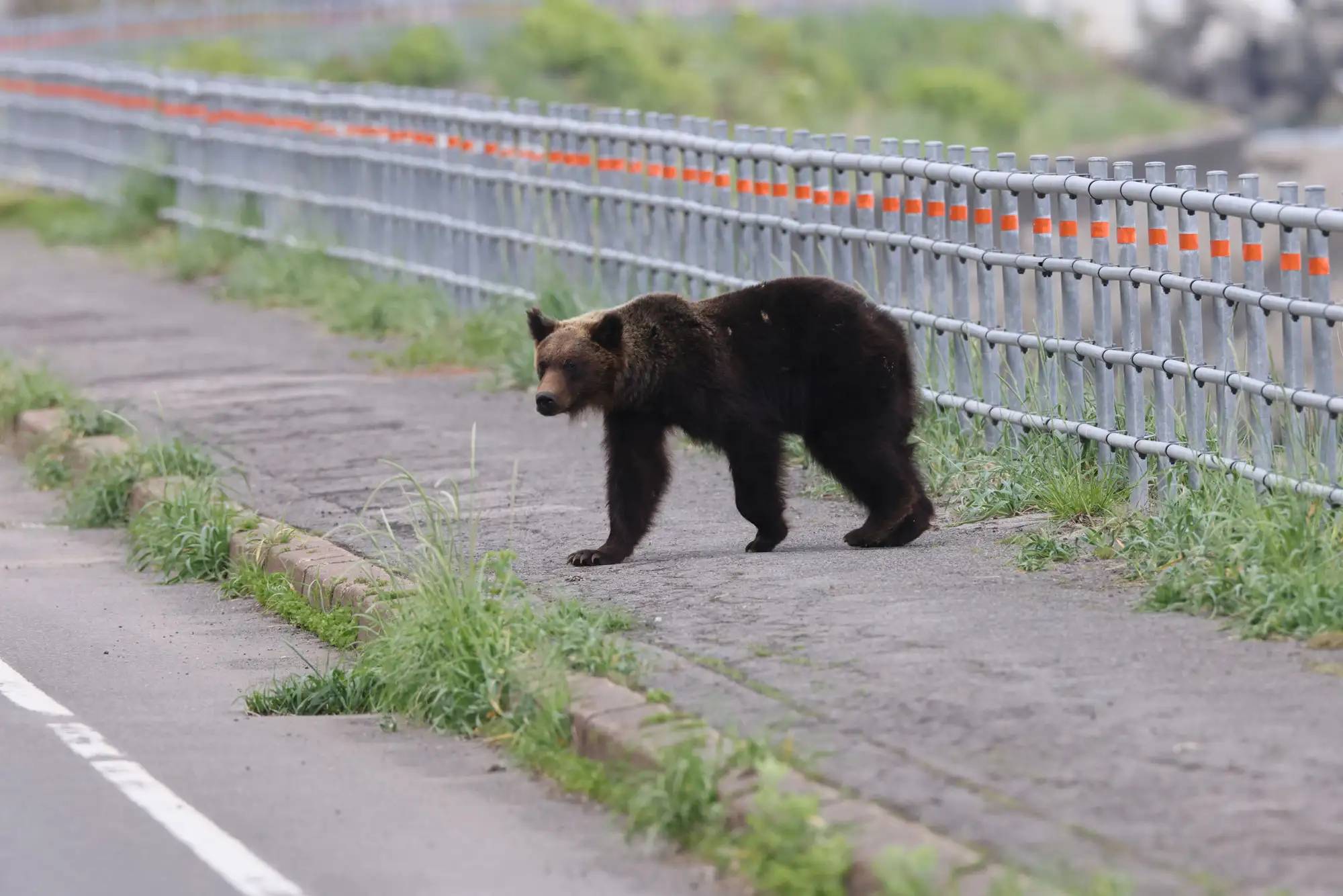 brown bear 121325 1 f889f301327045d88c88b72074b8f562