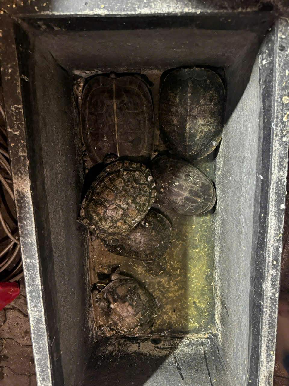 6123799068663786093289226467854847060724391n 1