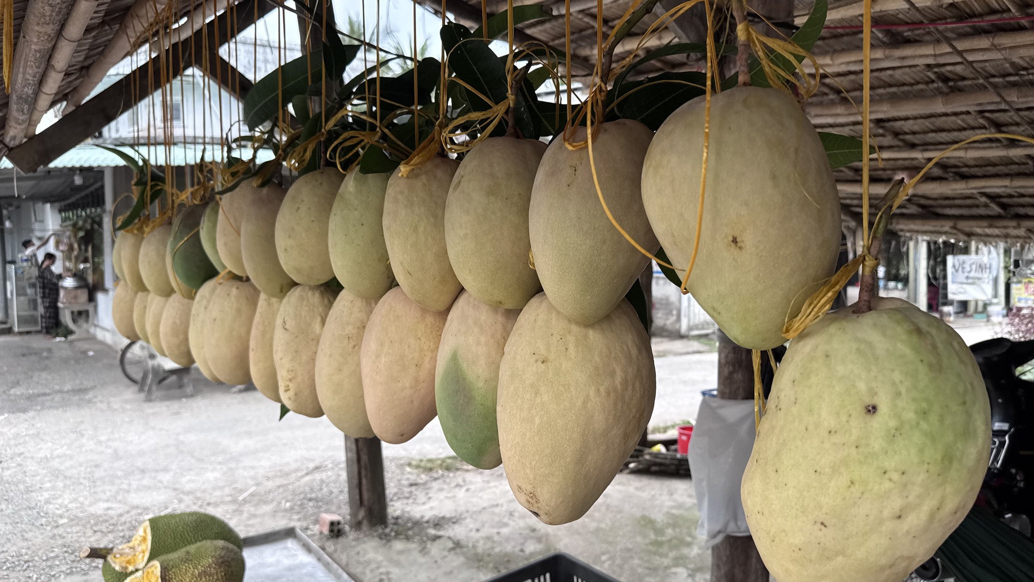 61456940012620728424546177195168447527772248n