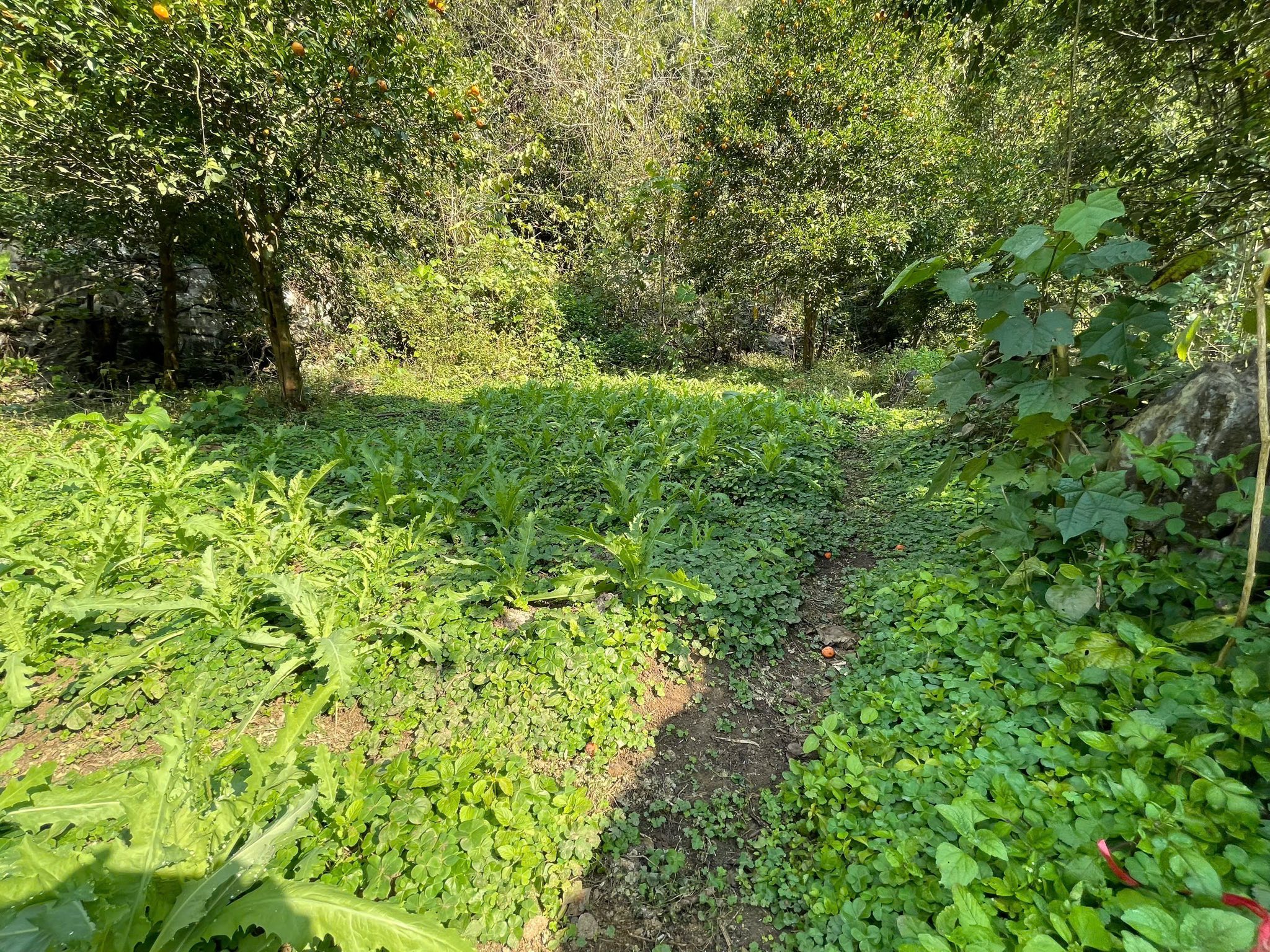 61806086011902964398870775561085730113589302n