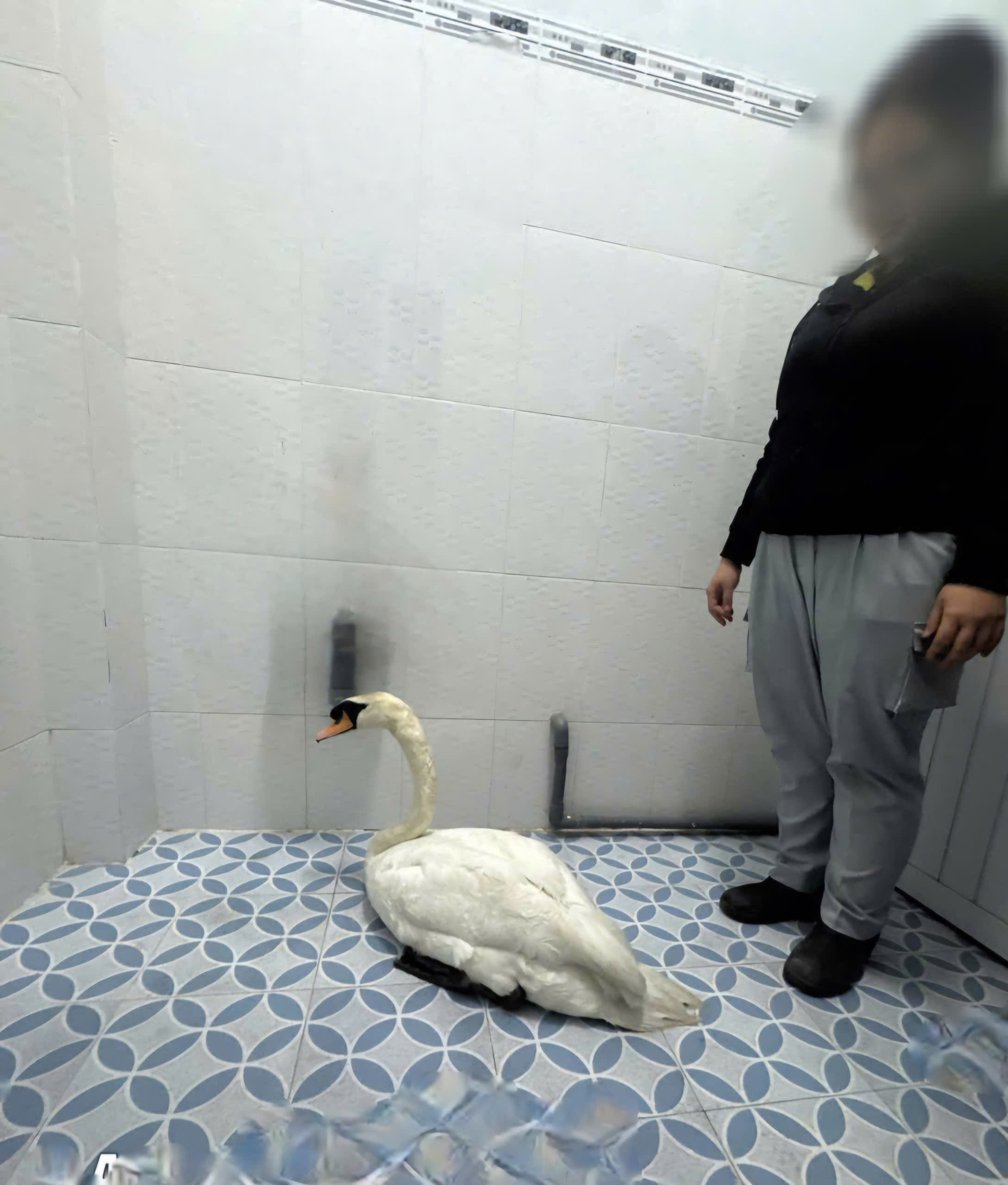 61954368714235201093732215393416191343949601n