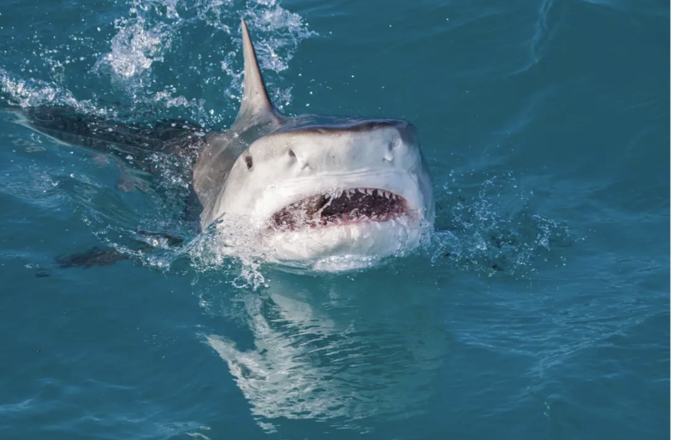 anh man hinh 2026 02 02 luc 104302