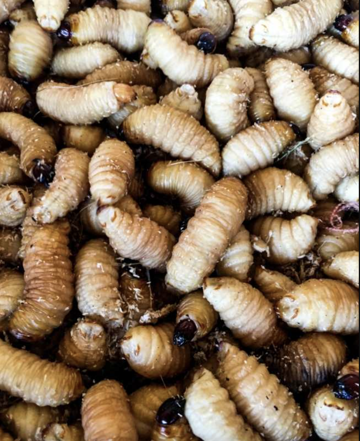 anh man hinh 2026 03 26 luc 210701