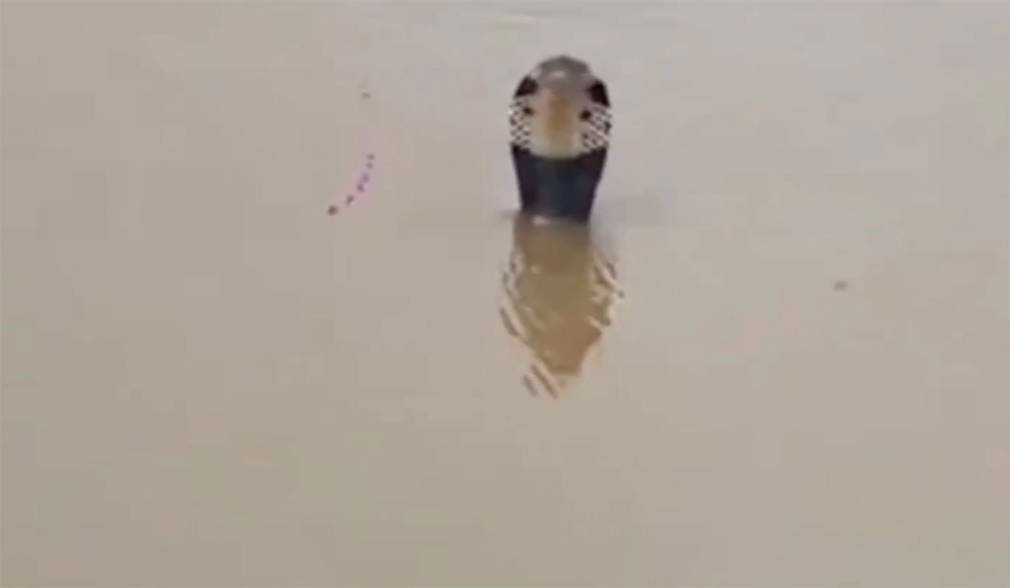 74128509615014366850897354928130594515150142n
