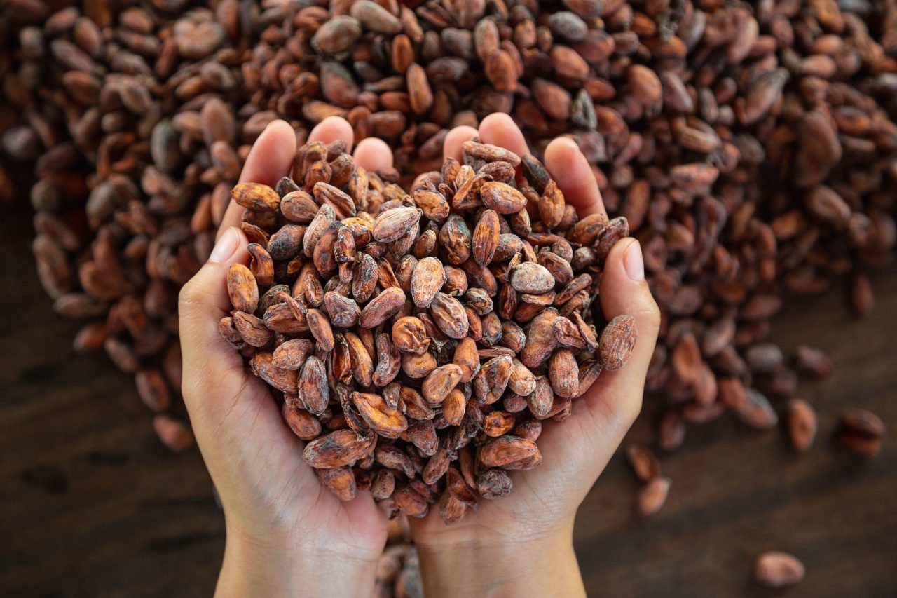 worker holding handful cocoa beans 1280x853