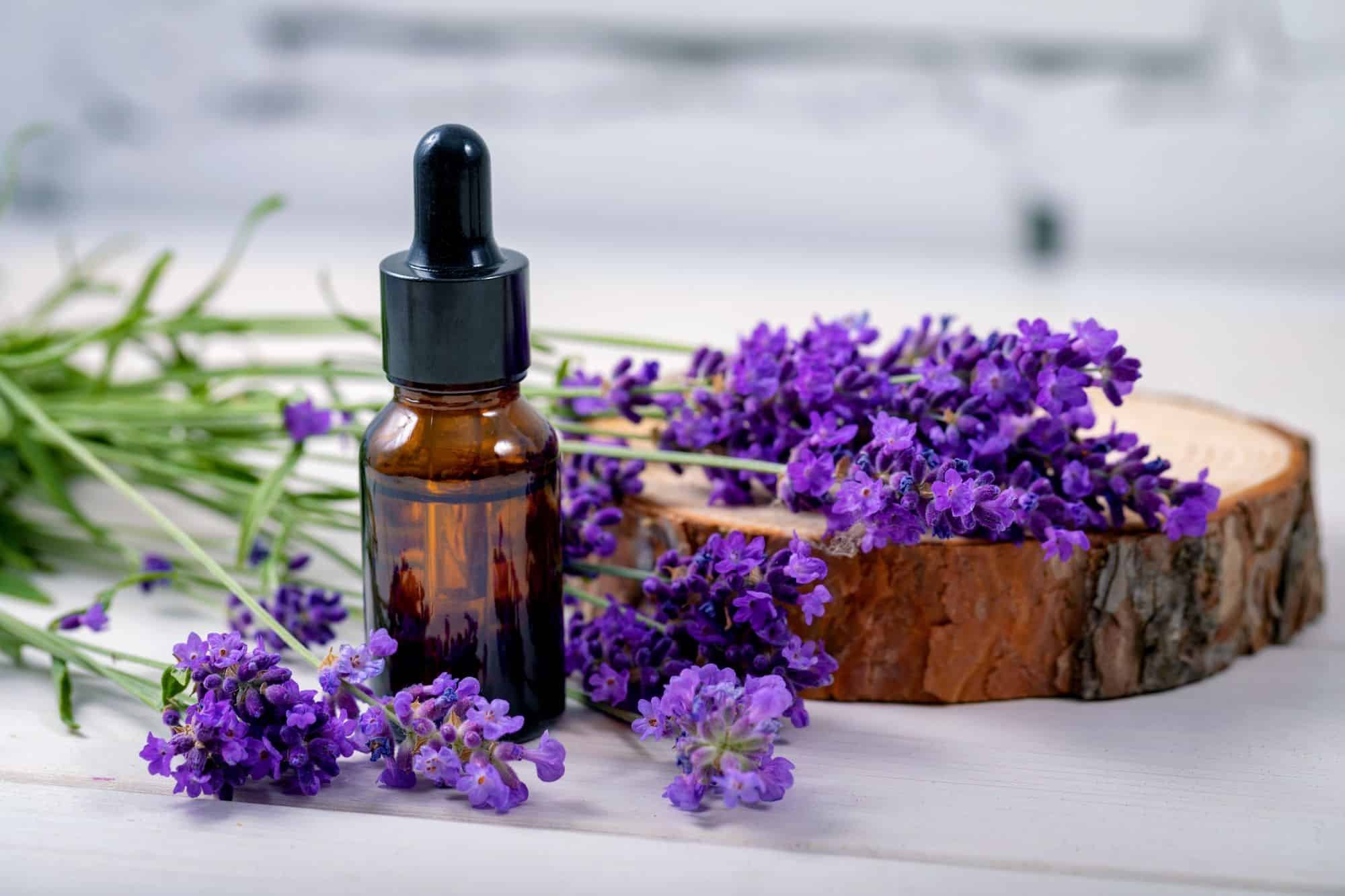 lavender oil 17463342617181095173290