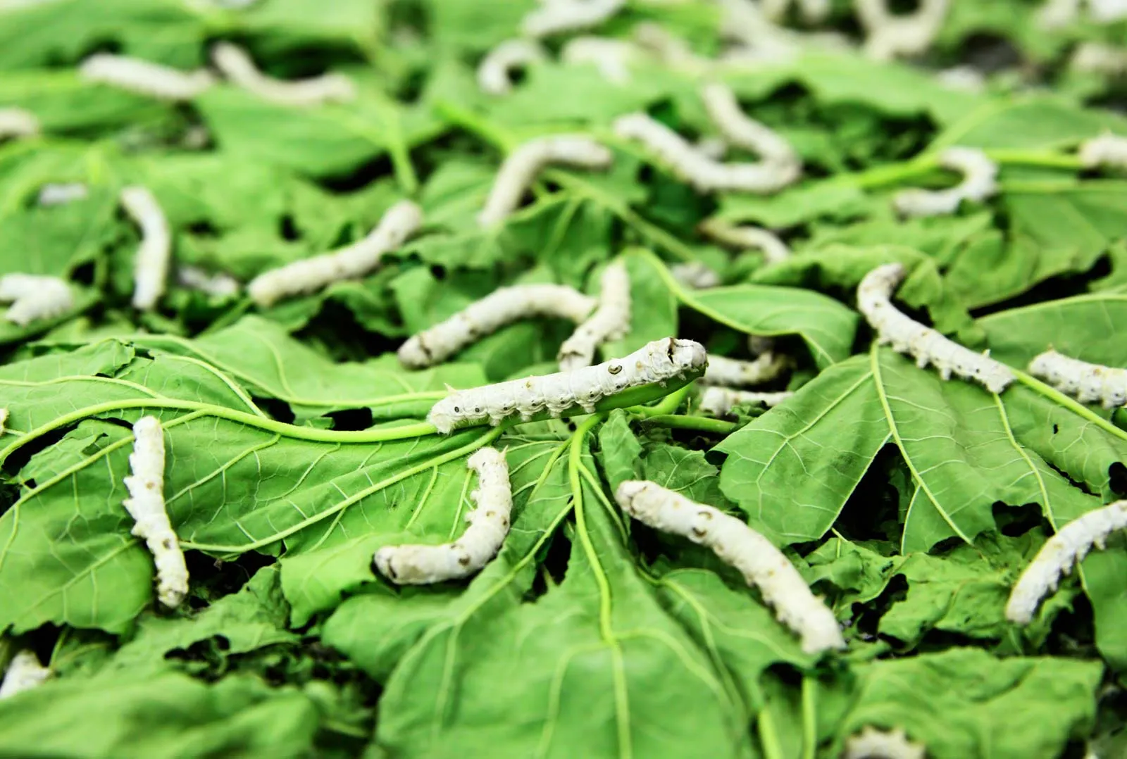 silkworms mulberry leaves