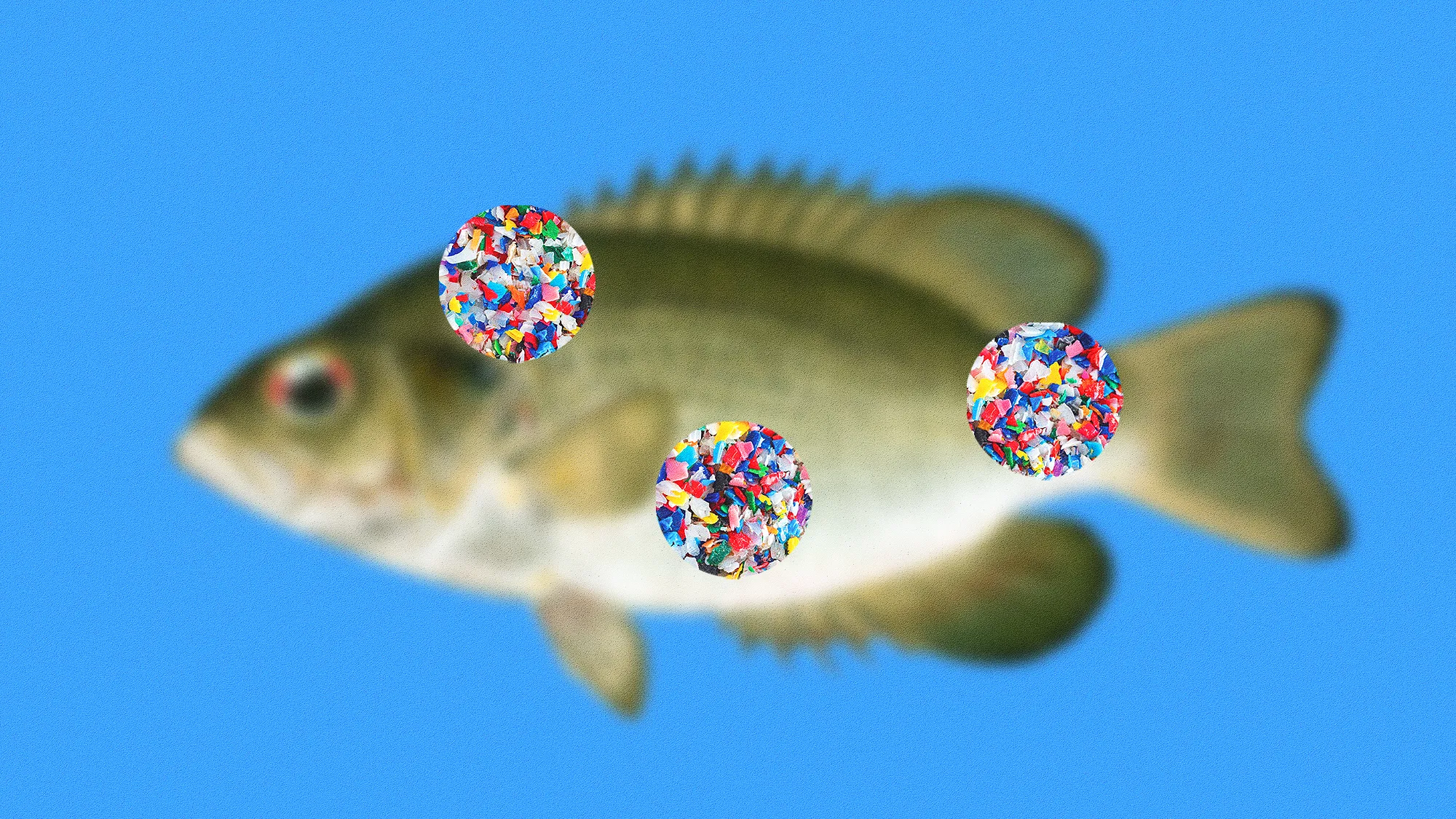 are there microplastics in my food