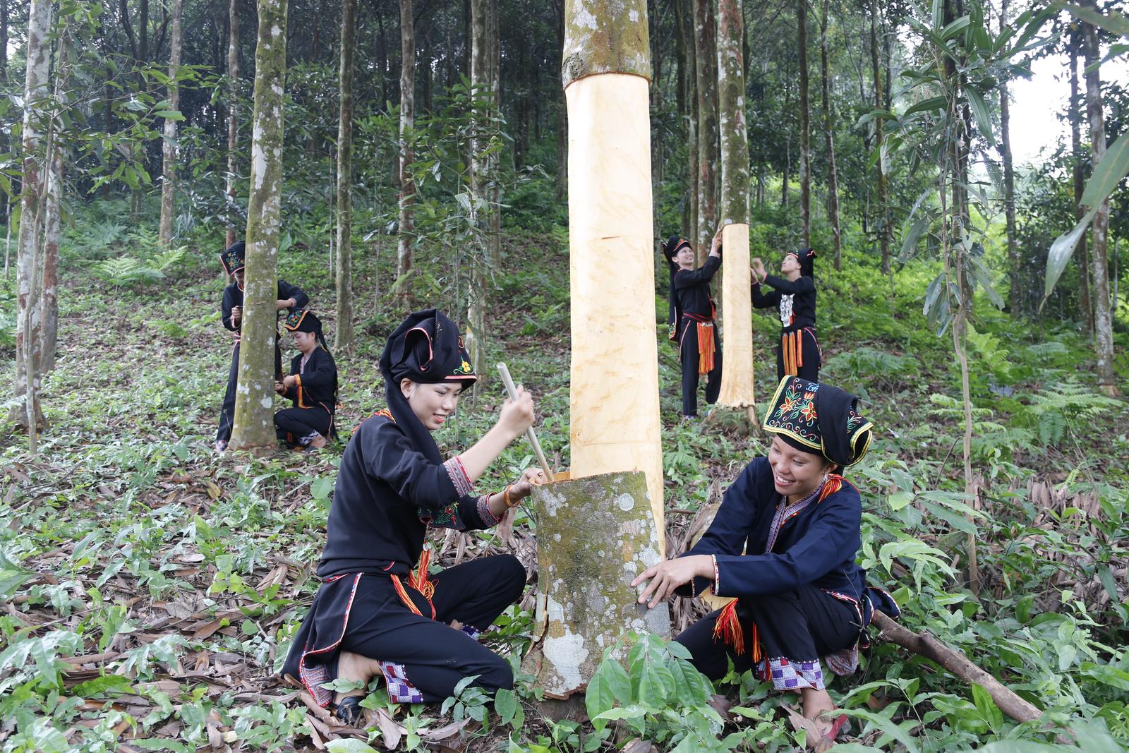 nguoi dao xa vien son thu hoach vo que
