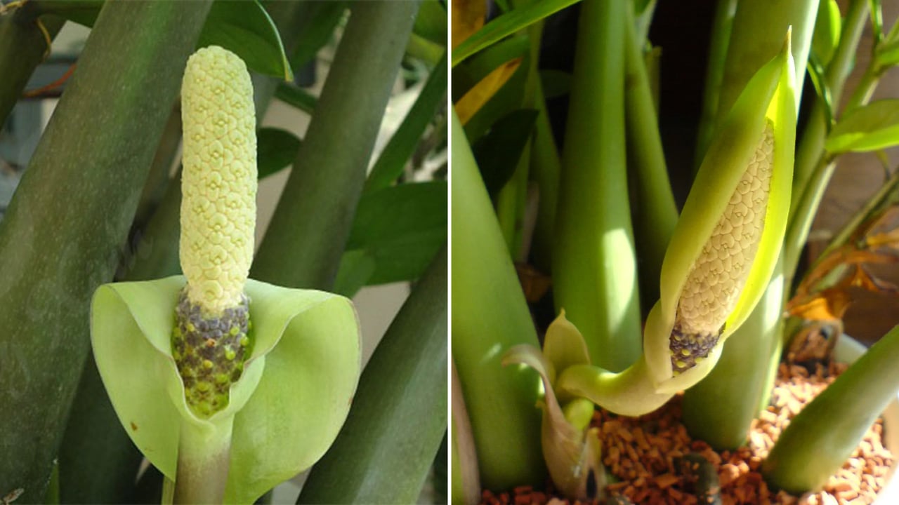 cay kim tien cay phong thuy