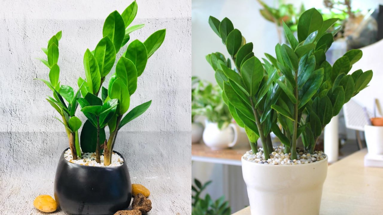 cay kim tien goi tai loc nhung khong duoc trong bua bai 2 nguoi nay nen tranh trong keo gap rac roi 222341