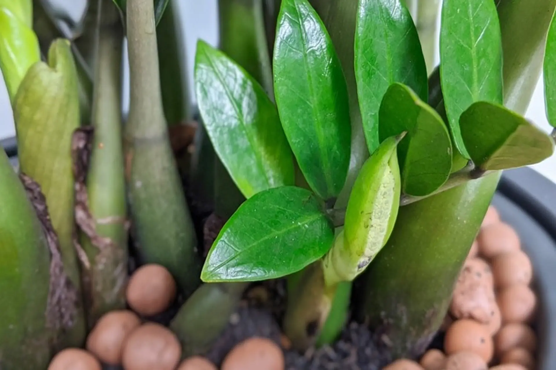 caykimtiend5898a5d31