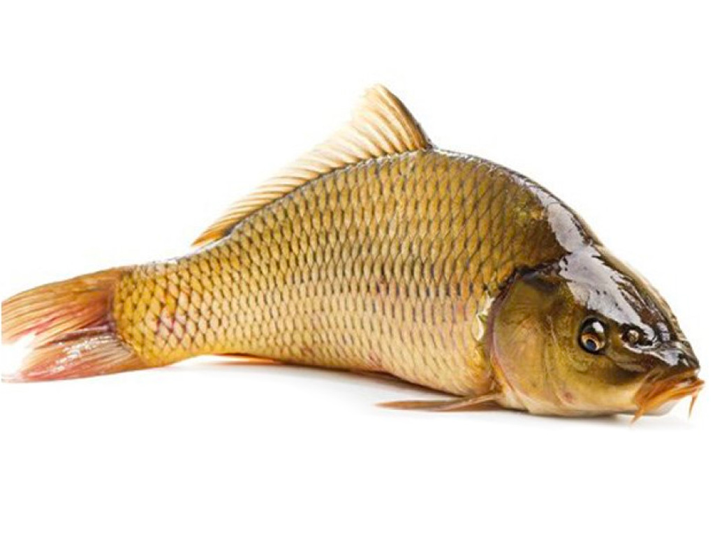 ca chep 1kg 202403131045067383