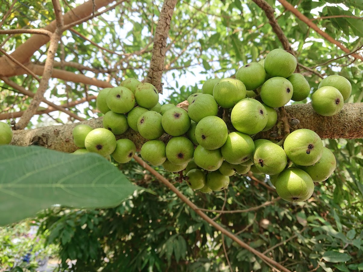 trai sung nep tuoi 1kg 2