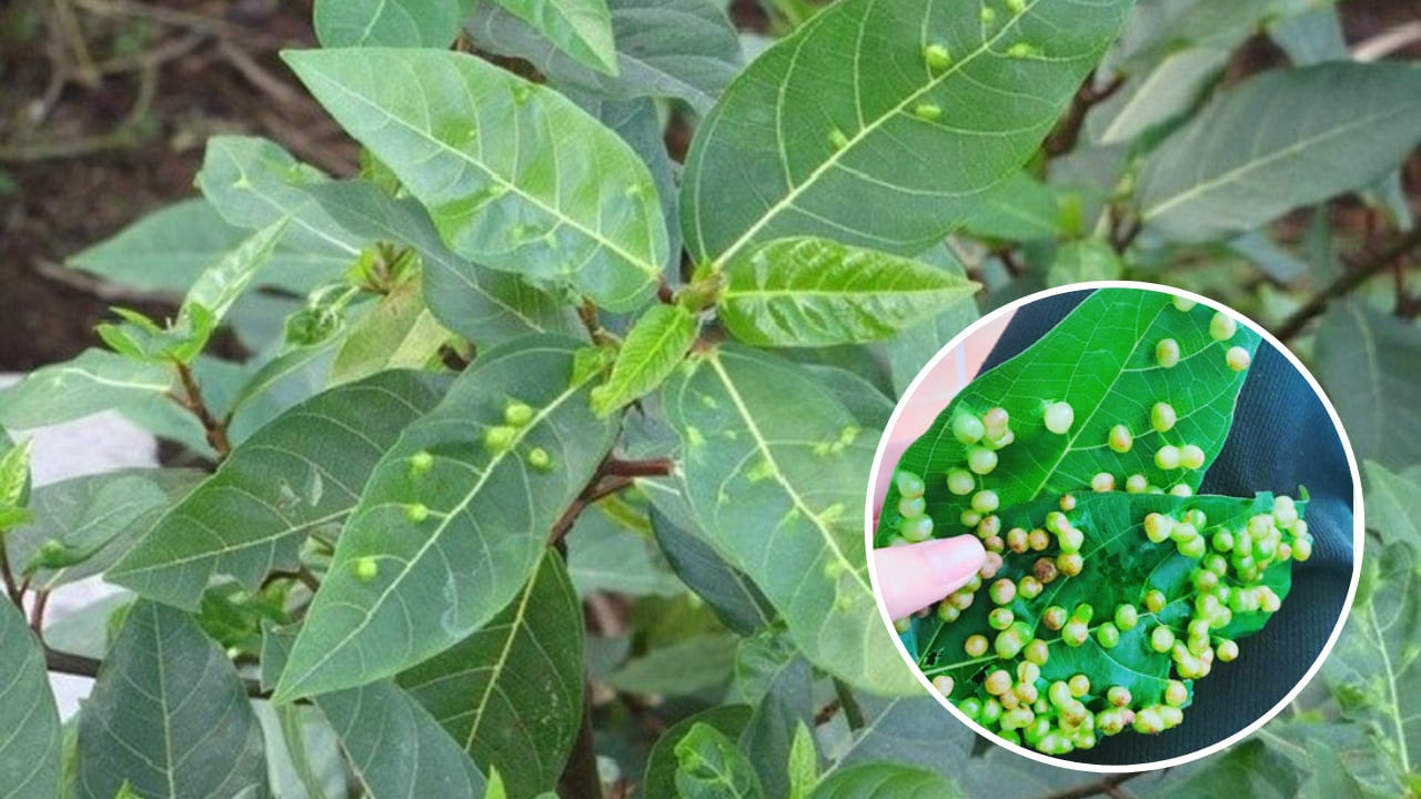 vi sao la sung co nhieu not san la nay co an duoc khong 230200