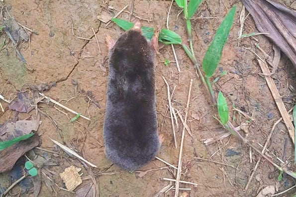 chuot chui darwin 154923879 163056