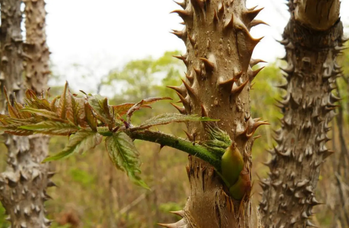 ceb3e909026e470291652b0fe08fa1e4