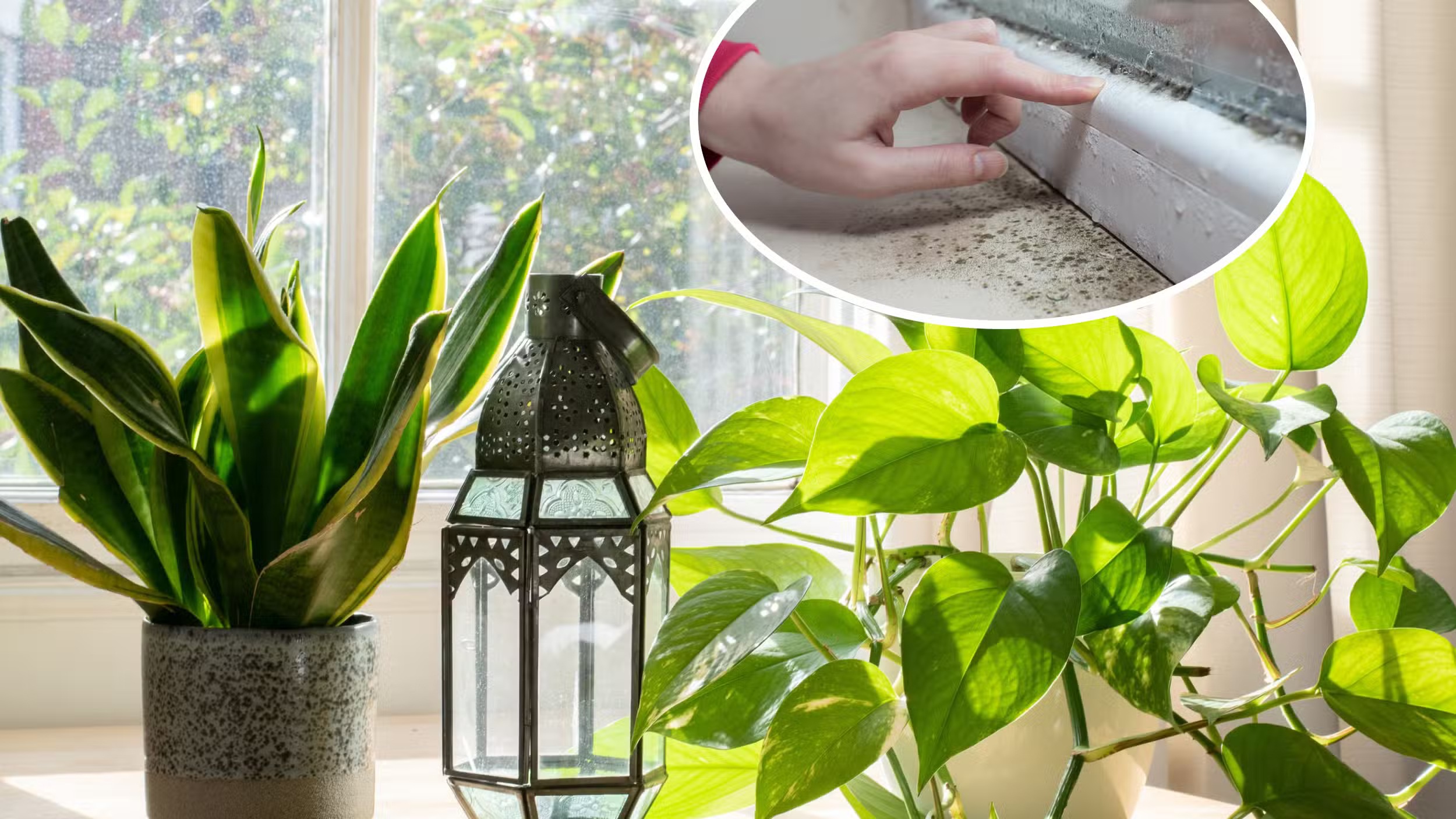 cay hut am nam moc trong nha