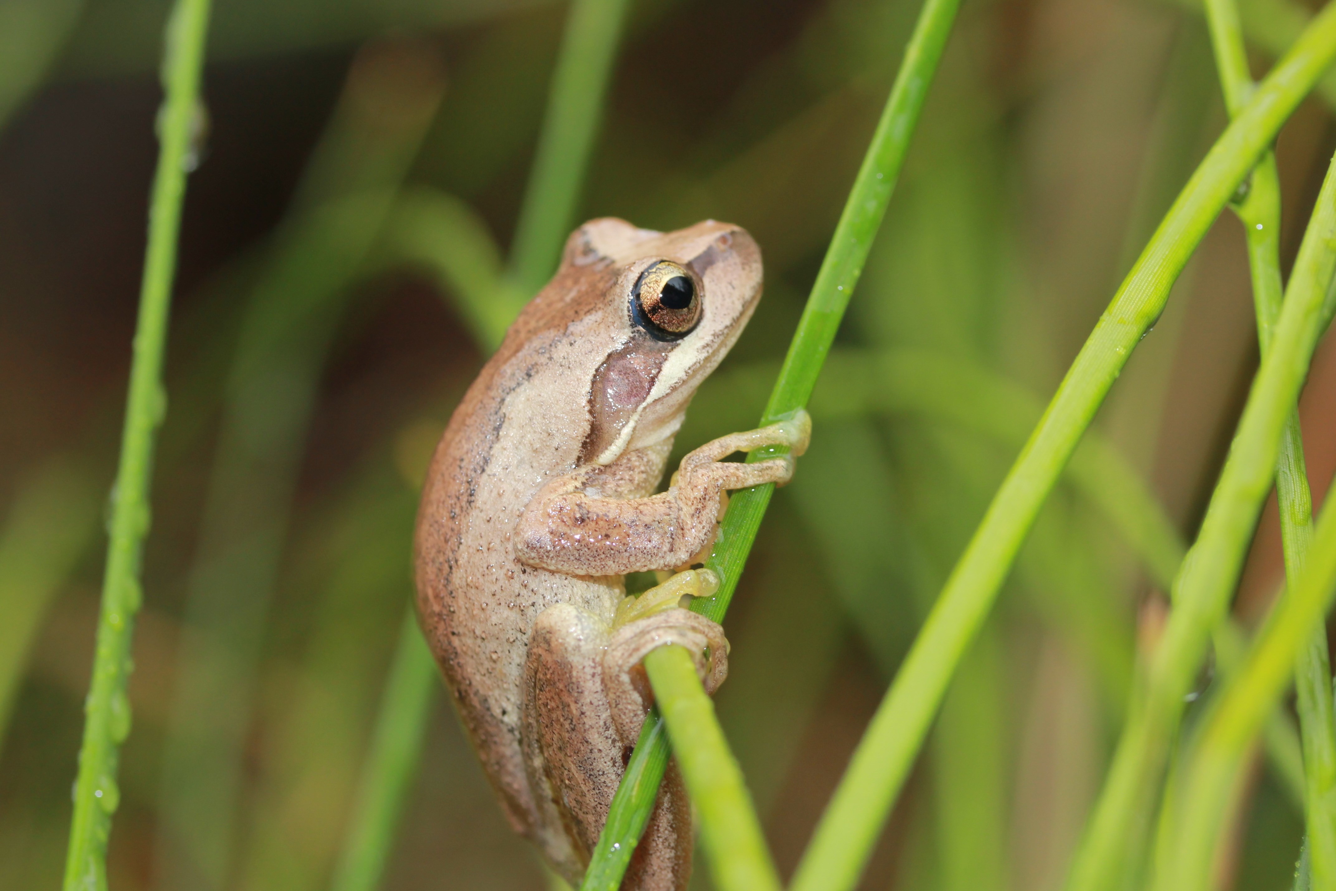 Thức ăn của rắn