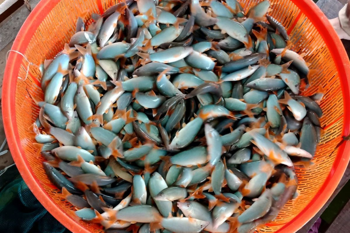 ca heo nuoc ngot1700194834